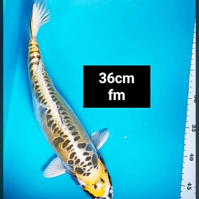 Mujimono aragoke 36cm