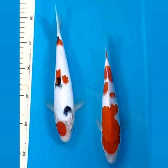 Kohaku, sanke, , 22-24 cm