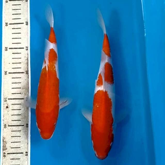 Paket kohaku, 25-27 cm