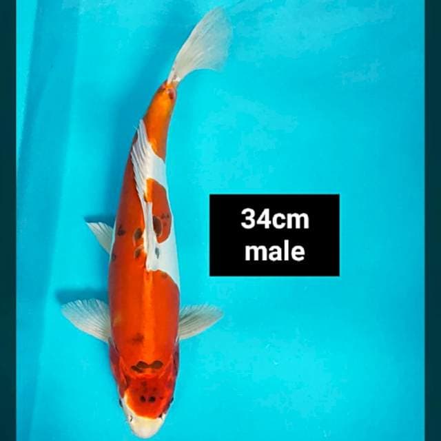 Kujaku doit 34cm male
