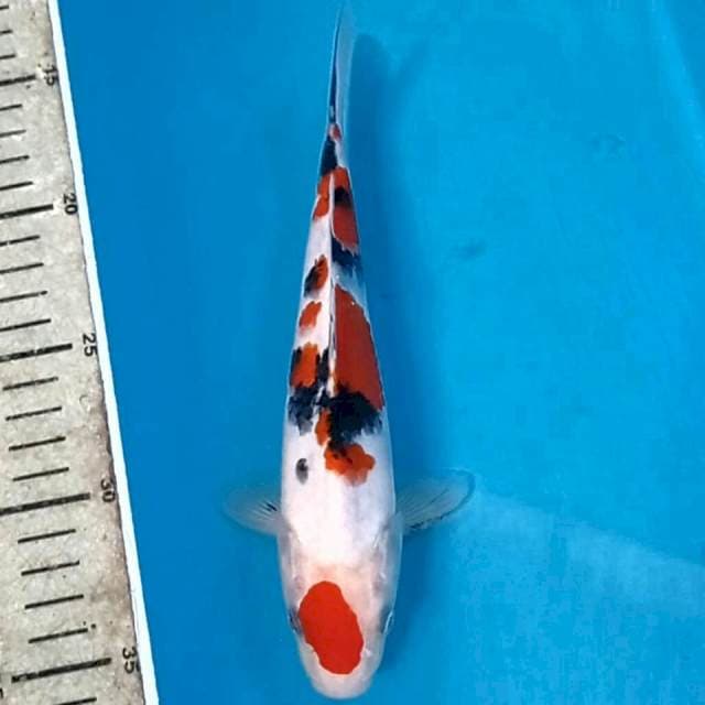 Sanke, 21 cm