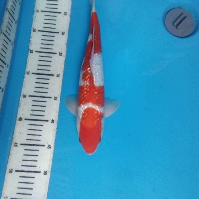 Kohaku Ginrin 35 cm