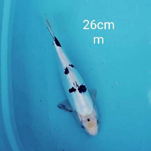Shiro beko doitsu 26cm