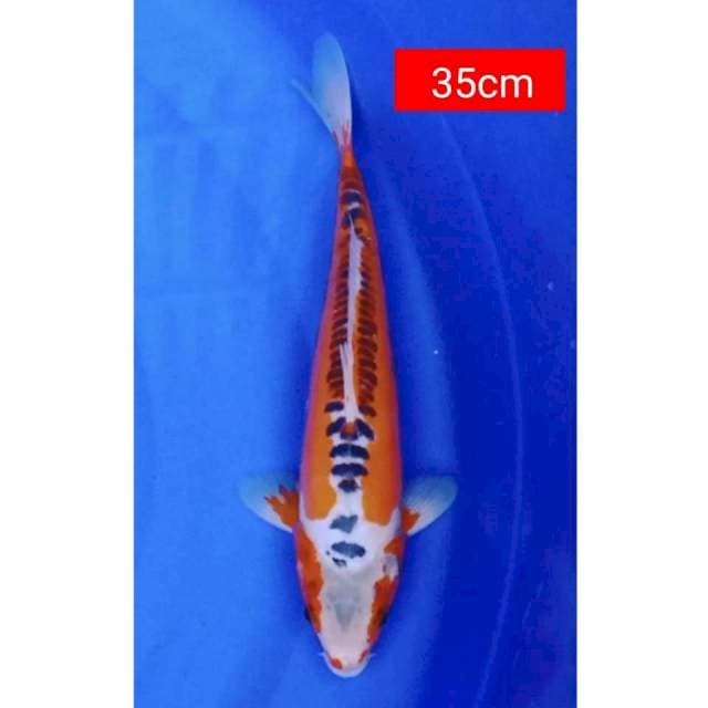 Hana shusui 35cm