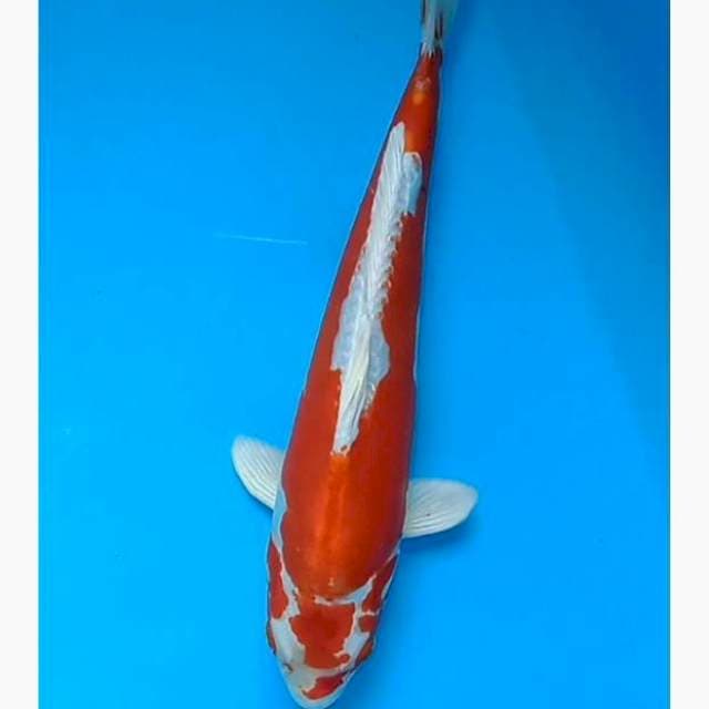 Kikushui