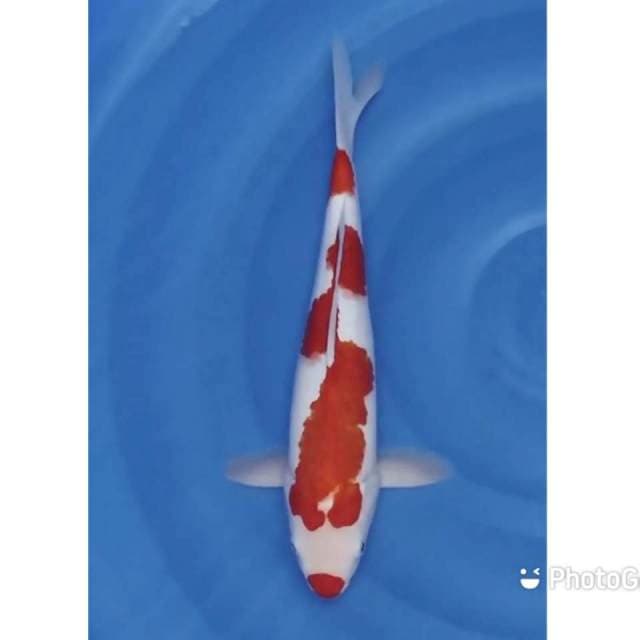 Kohaku merah jos 40bu / 38cm