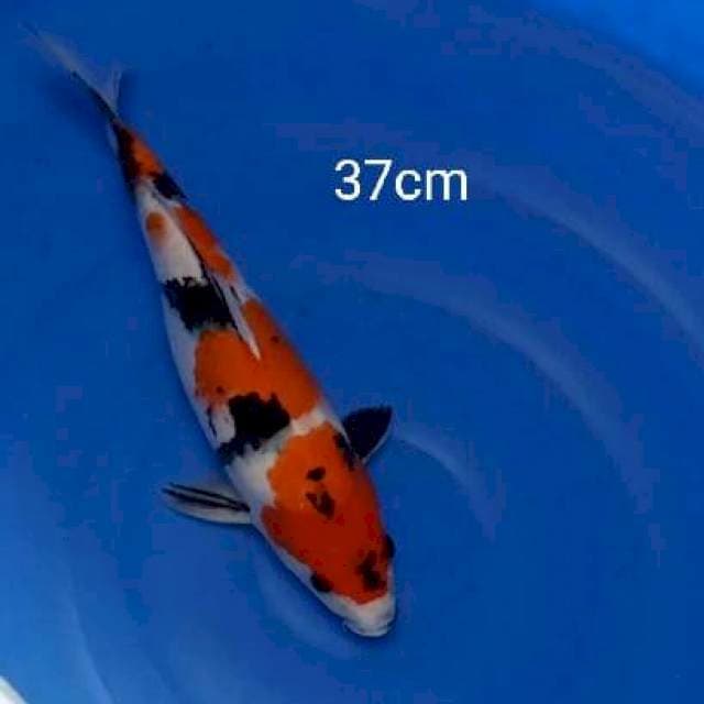 Showa Original 37cm