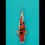 Sanke 28cm