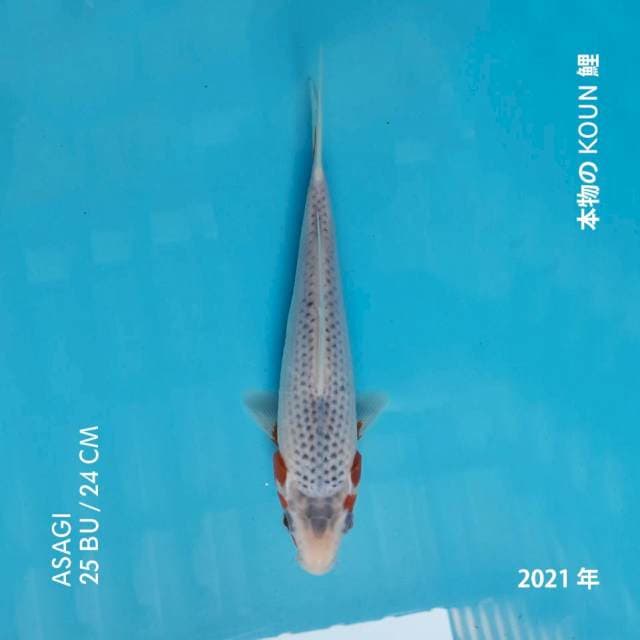 Asagi calon SQ 25bu / 24cm