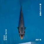 Asagi calon SQ 25bu / 24cm