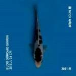 Budo Goromo Ginrin 25bu ( ikan langka )