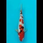 Sanke 31cm