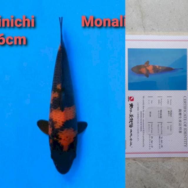 Dainichi Hi-Utsuri Certi