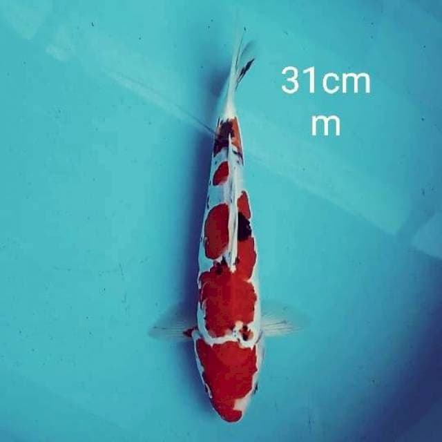 Sanke doitsu 31cm
