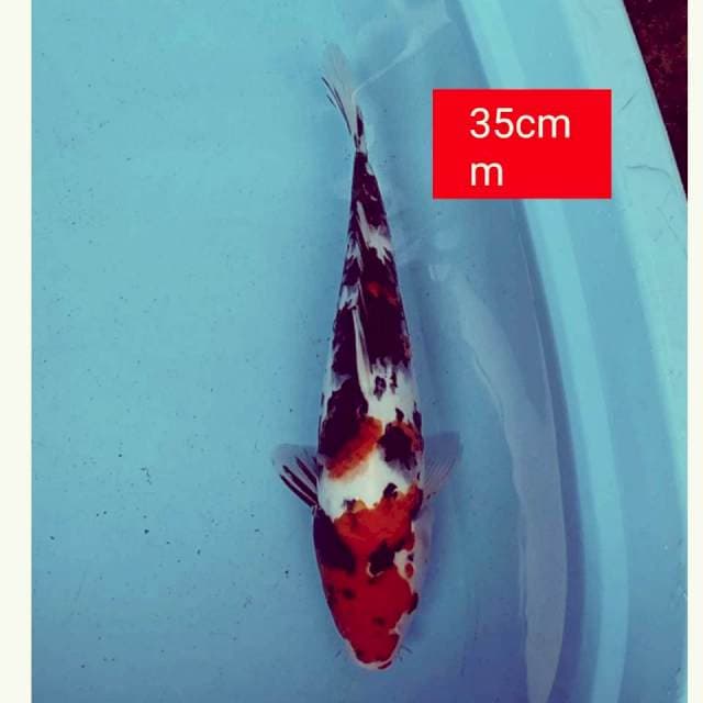 Sanke 35cm