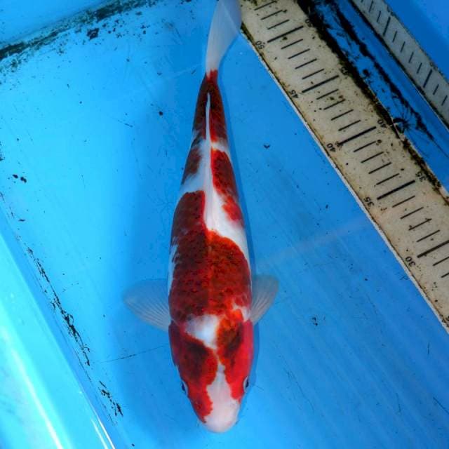 31cm KOROMO