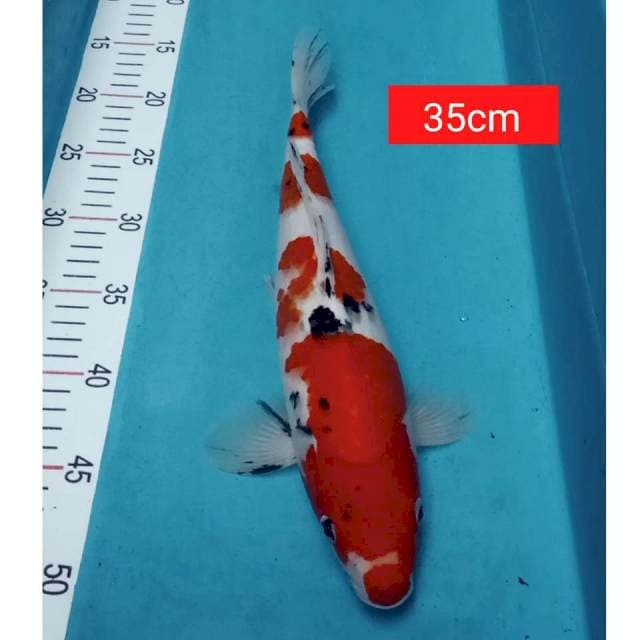 Sanke 35cm