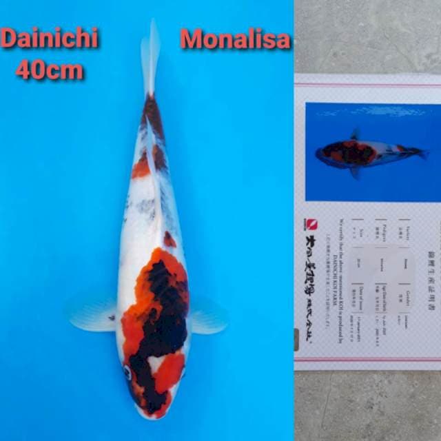 Dainichi Showa Sanshoku Certi