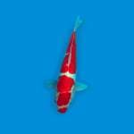 KOHAKU DOITSU GOOD PATERN 35 CM