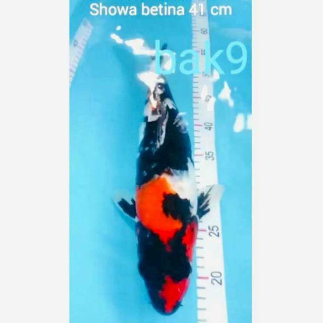 SHOWA JUMBO BETINA