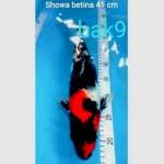 SHOWA JUMBO BETINA