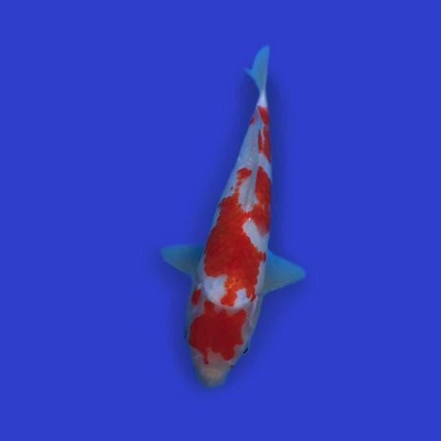KOHAKU KINDAI CANTIK
