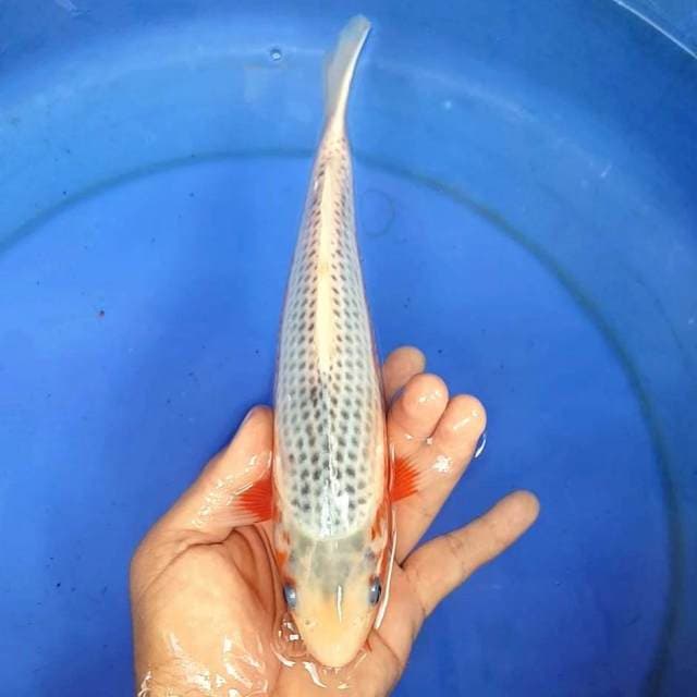 ASAGI TEMBUS MANTAB