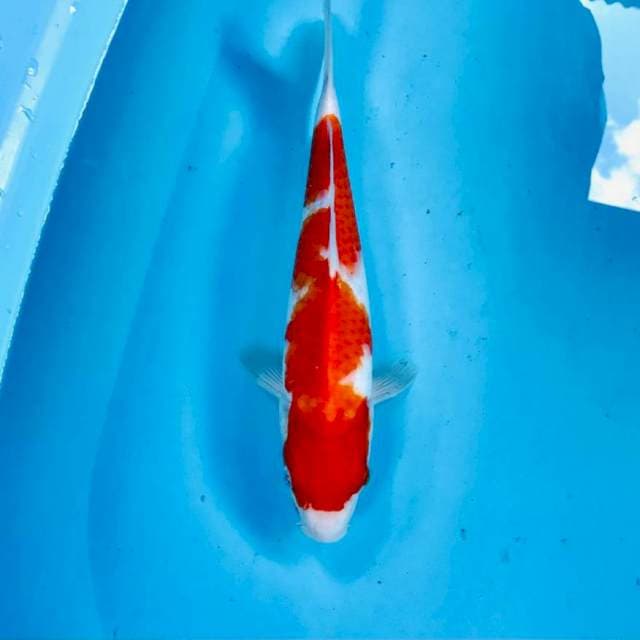 Kohaku, 33 cm