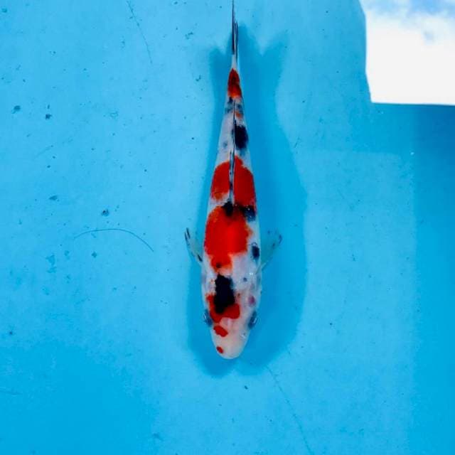 Sanke, 19 cm