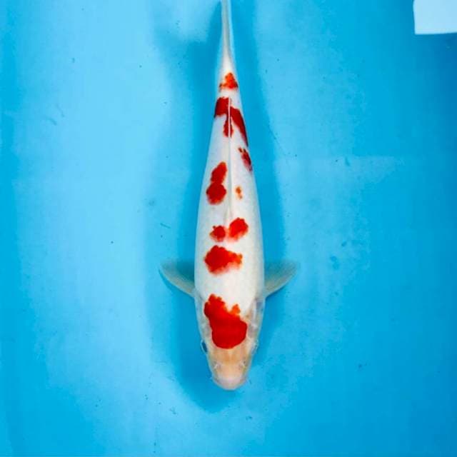 Kohaku sakura, 28 cm
