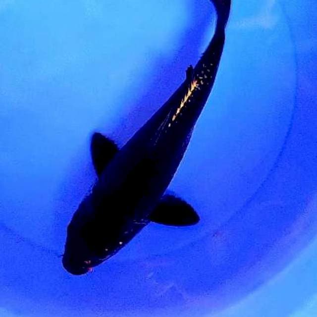 Karasu f1 marudo 32 cm