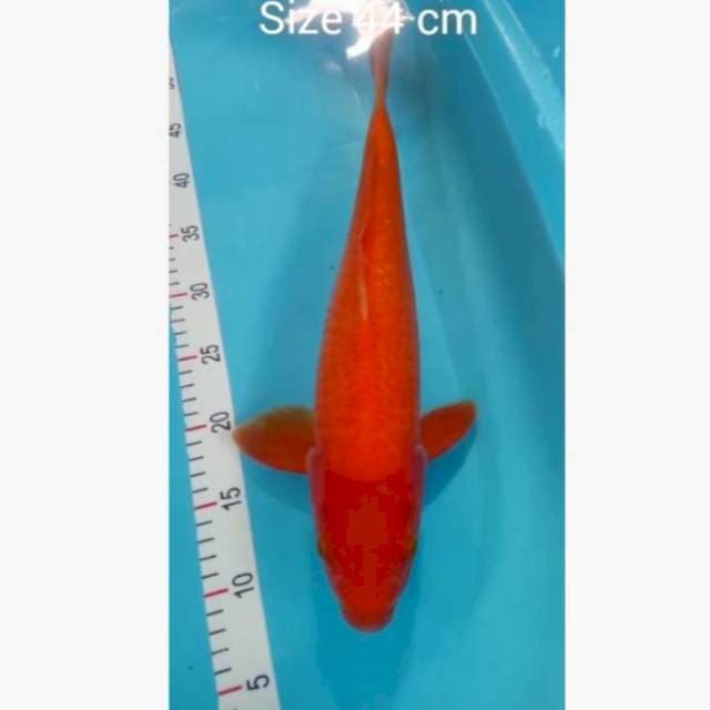 Red karashi