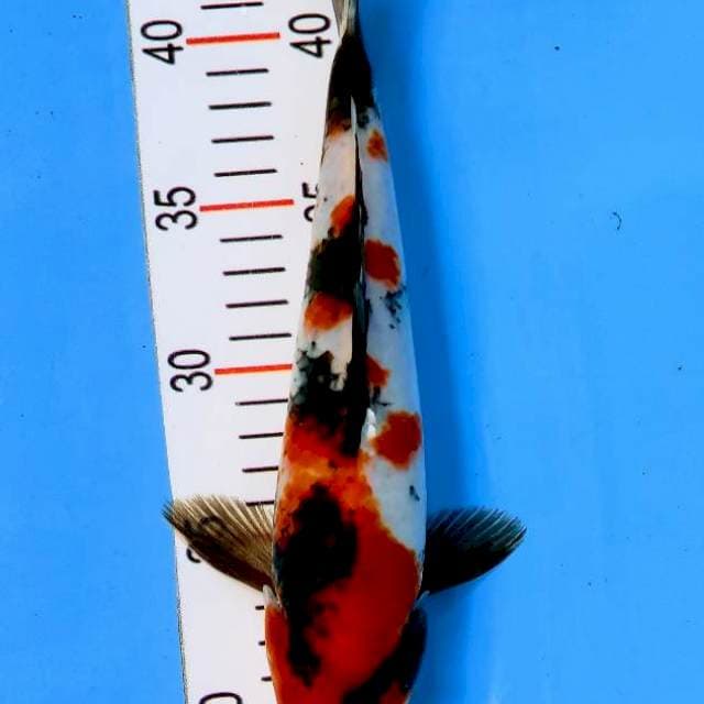 Showa 28 cm