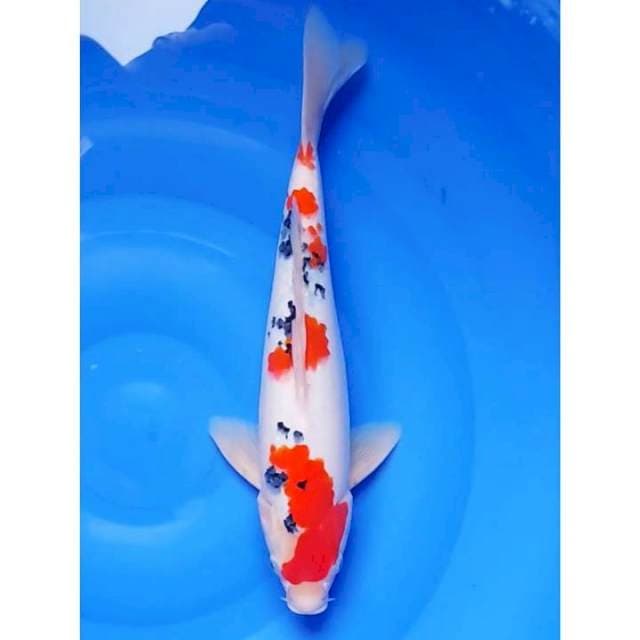 Tsubosumi Sanke 4Step Original 34cm (M)