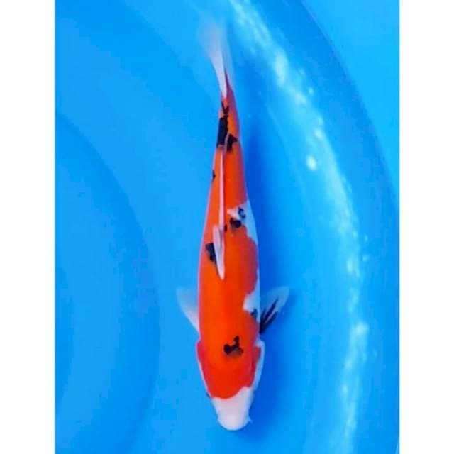 Sanke Strong Original 30cm (F)