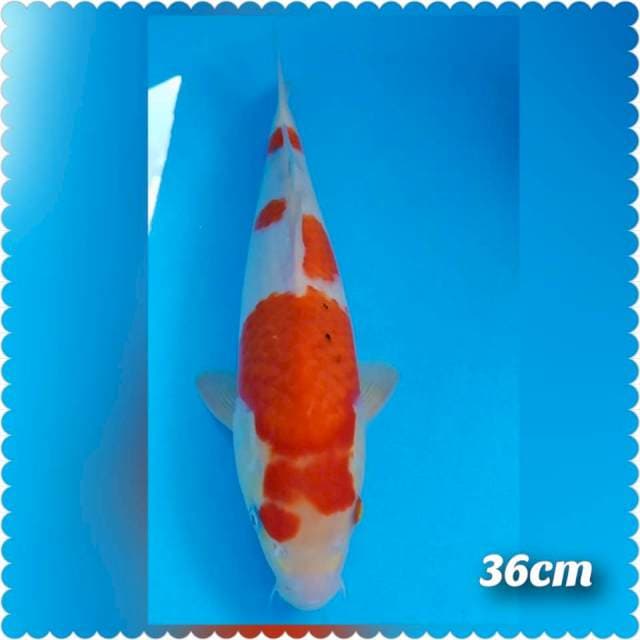 Kohaku 36cm
