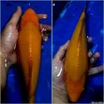 Karasi Badak, 35Bu, Jantan