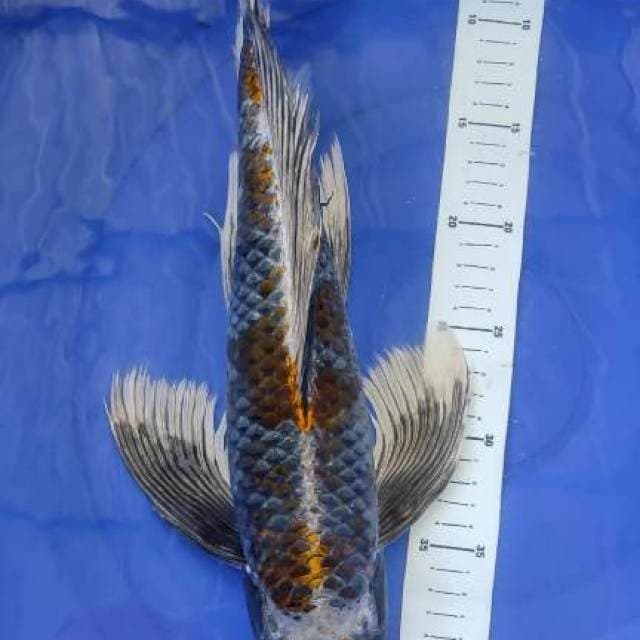 Kumpay Beni Gingga Top 45cm