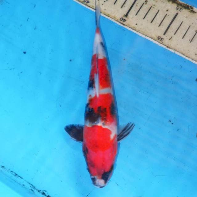 KICHINTO SHOWA