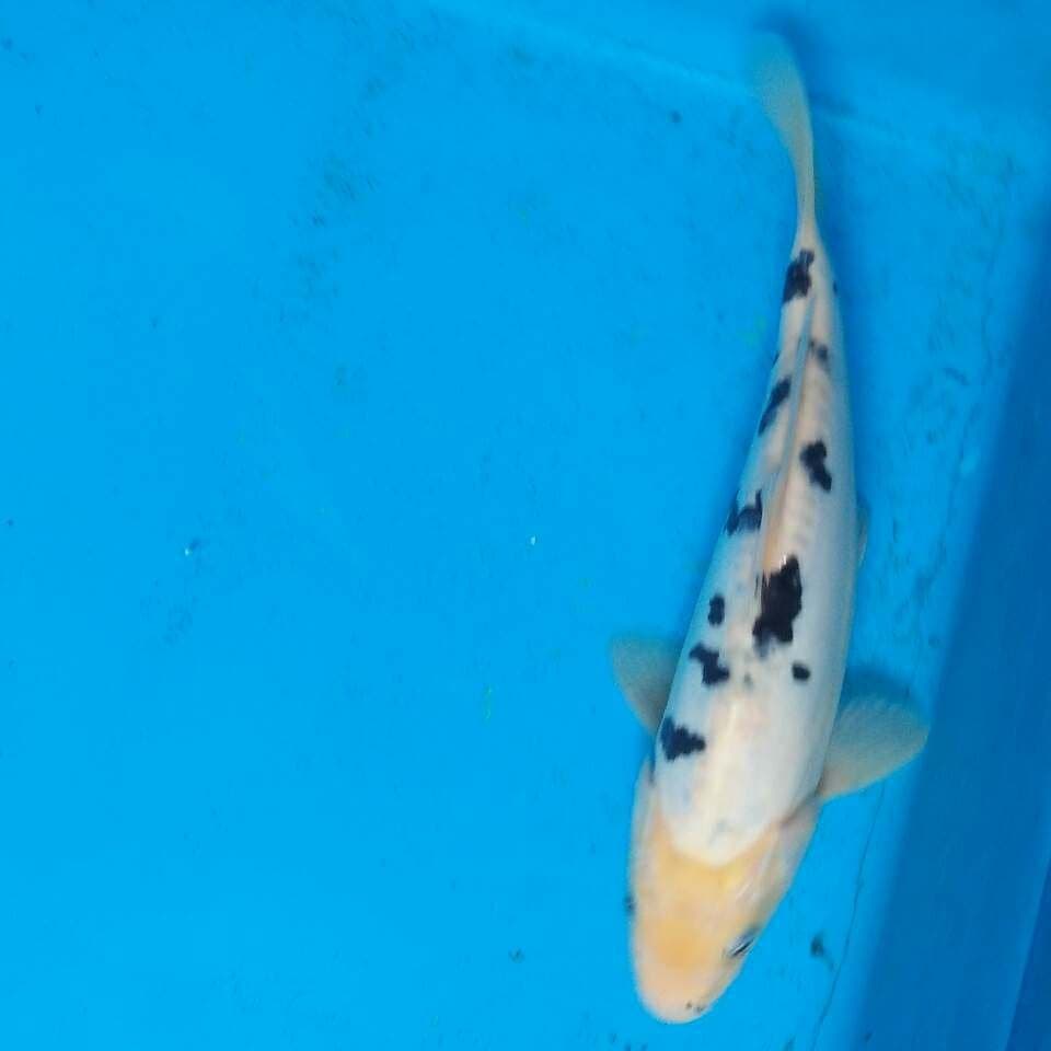 Bekko mulus doitsu