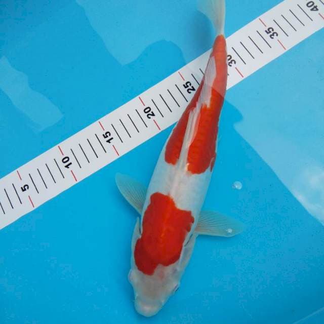 Kohaku doitsu 33cm