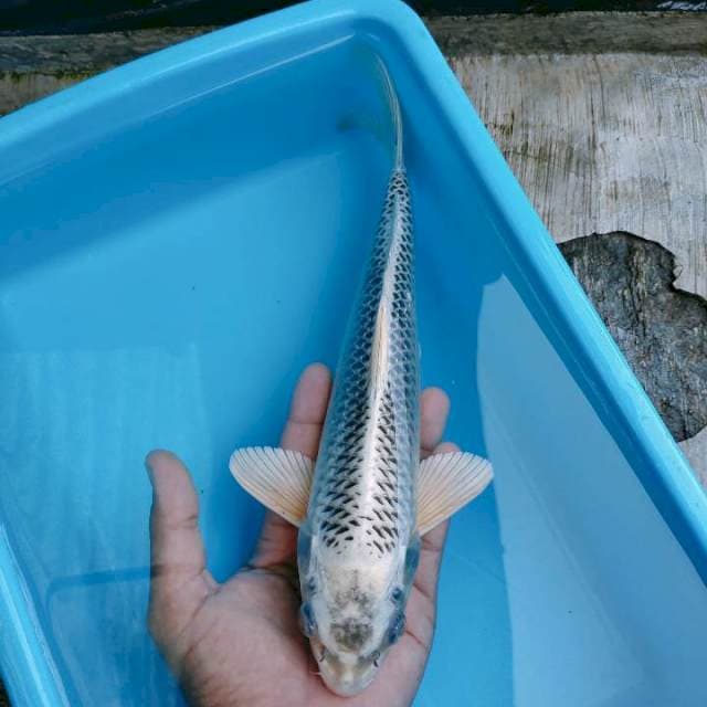 Matsuba 30cm