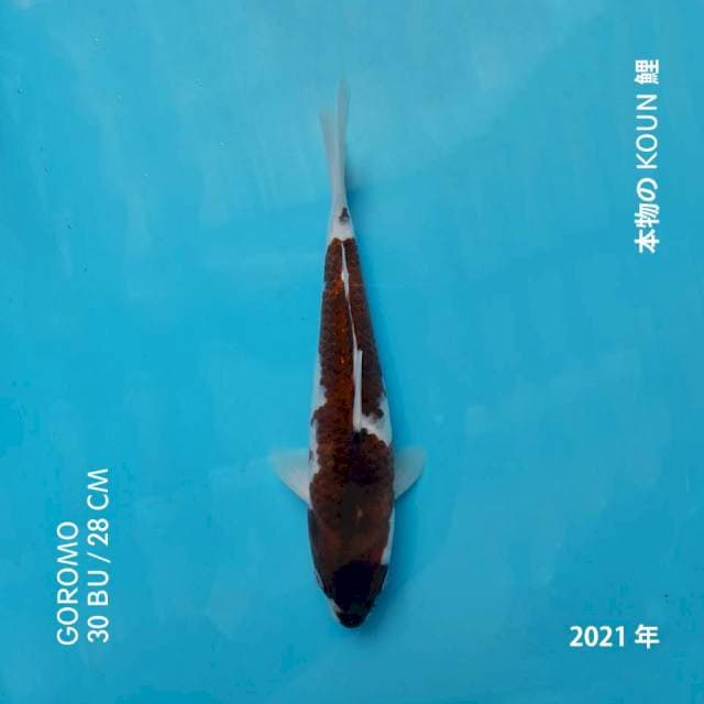 GOROMO 30 BU