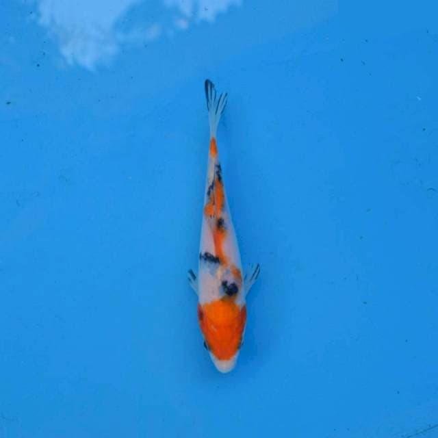 Sanke Tsubosumi F1