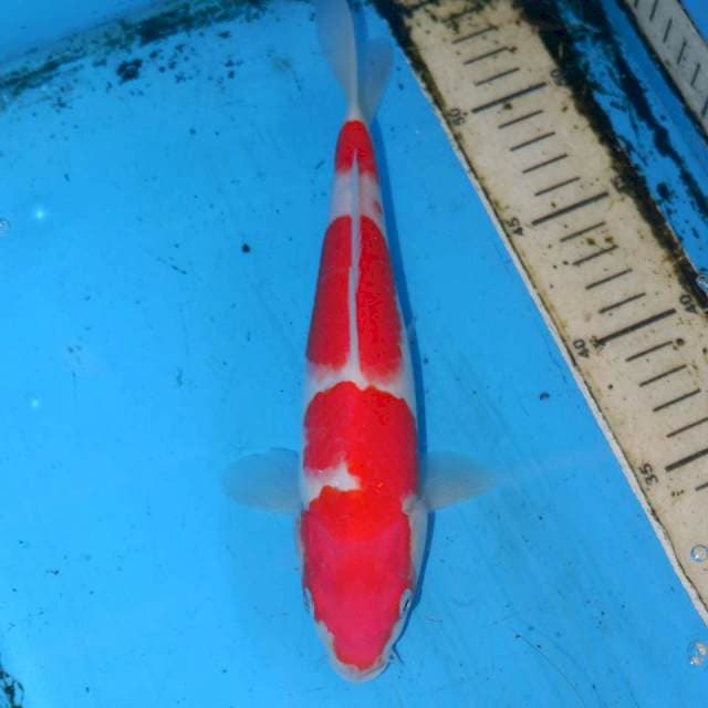24cm KOHAKU KU