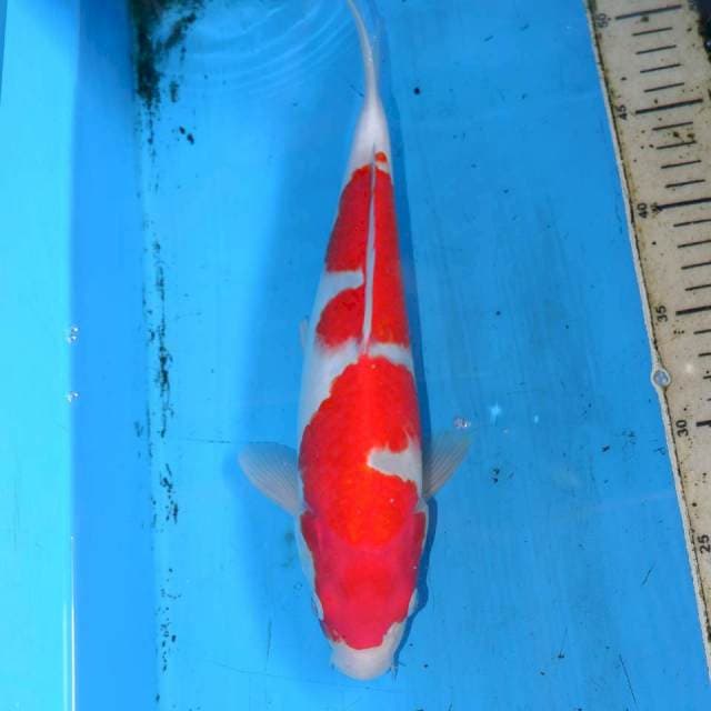 30CM KOHAKU NIDAIME