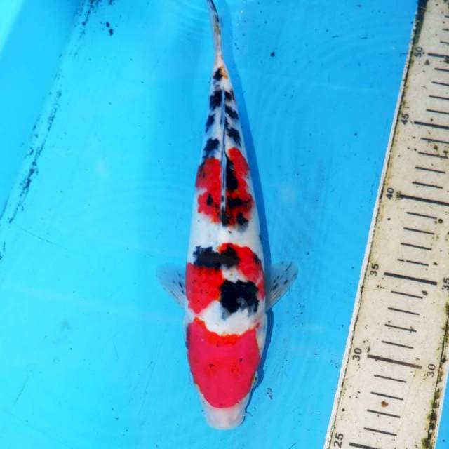 28cm SANKE OKE