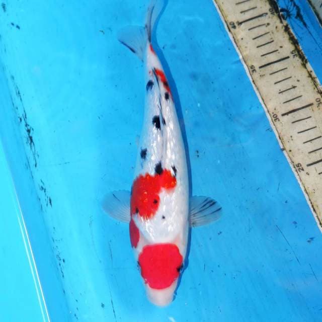 27cm MARUTEN KINGINRIN SANKE