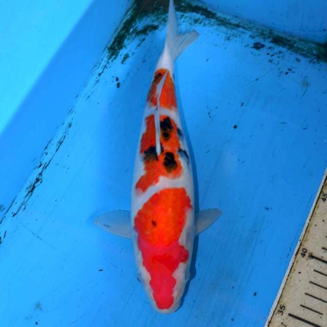 27cm SANKE SAN