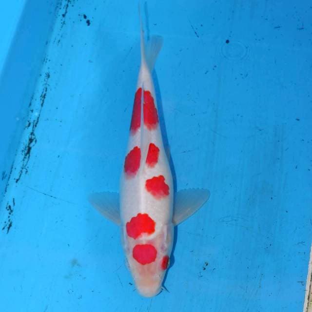 22cm POLKADOT MERAH